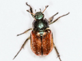 Phyllopertha horticola